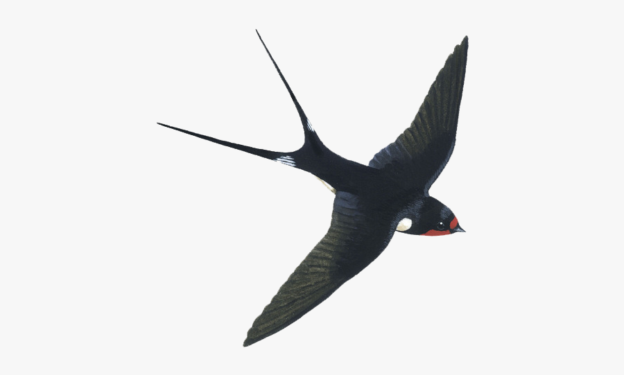 Swallow Png Image Download - Affiches Hirondelles, Transparent Clipart
