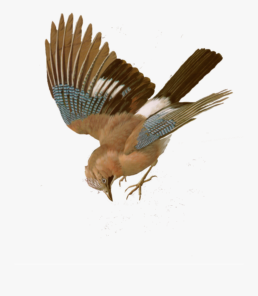 Yellow Billed Cuckoo, Transparent Clipart