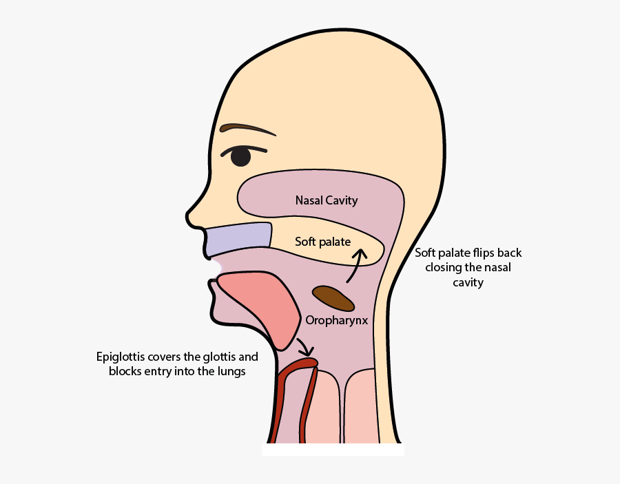 Swallowing Of Food, Transparent Clipart