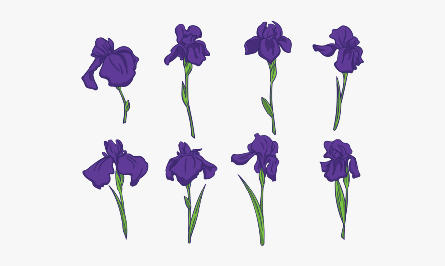 Iris Flower Free Vector, Transparent Clipart