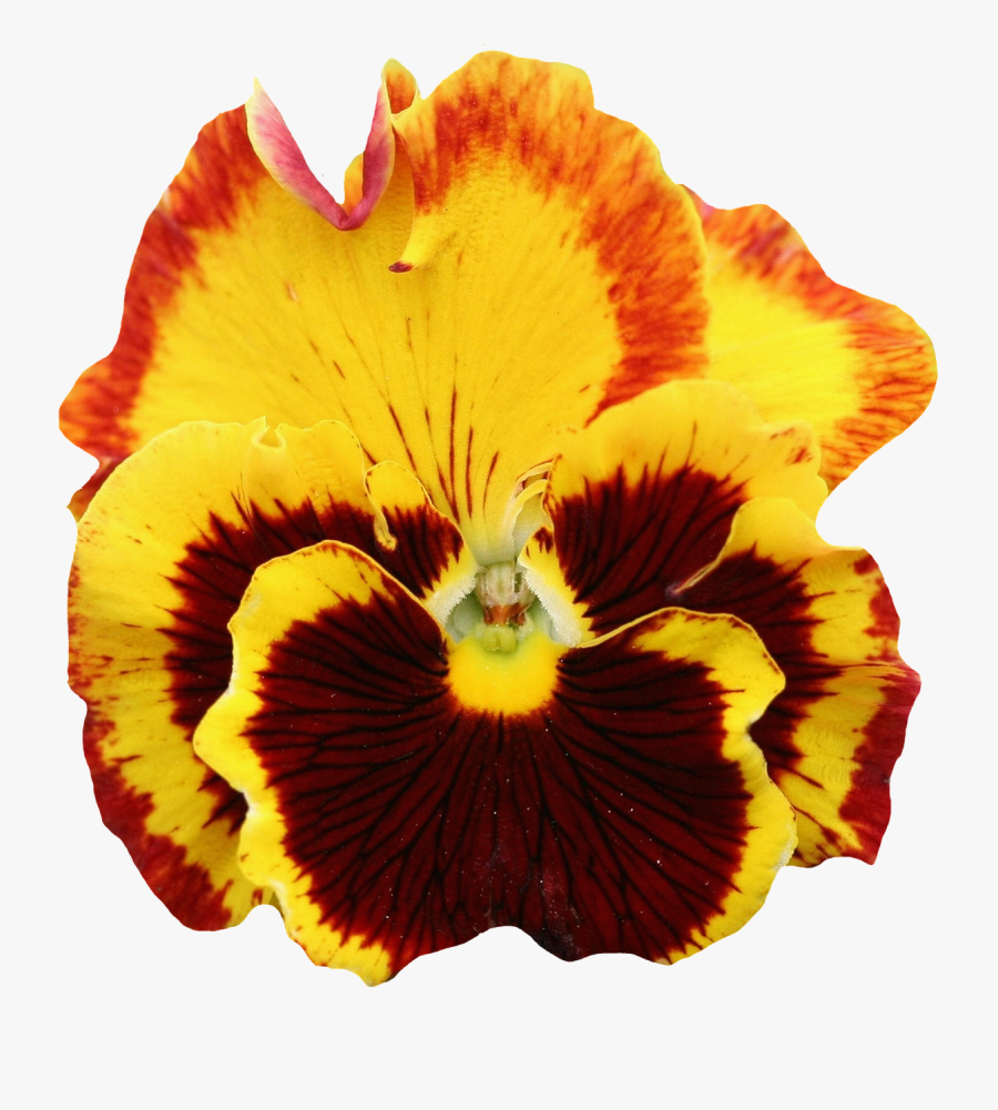 Transparent Flowers Pansy - Yellow Pansy Flower Png, Transparent Clipart