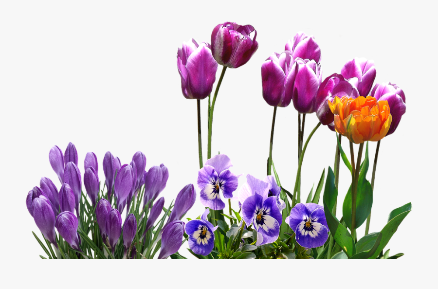 Viola - Tulip, Transparent Clipart