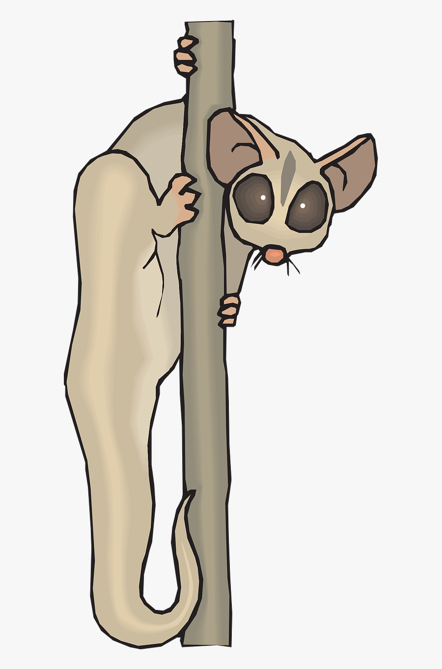 Cuscus Animal Clipart - Lemurs, Transparent Clipart