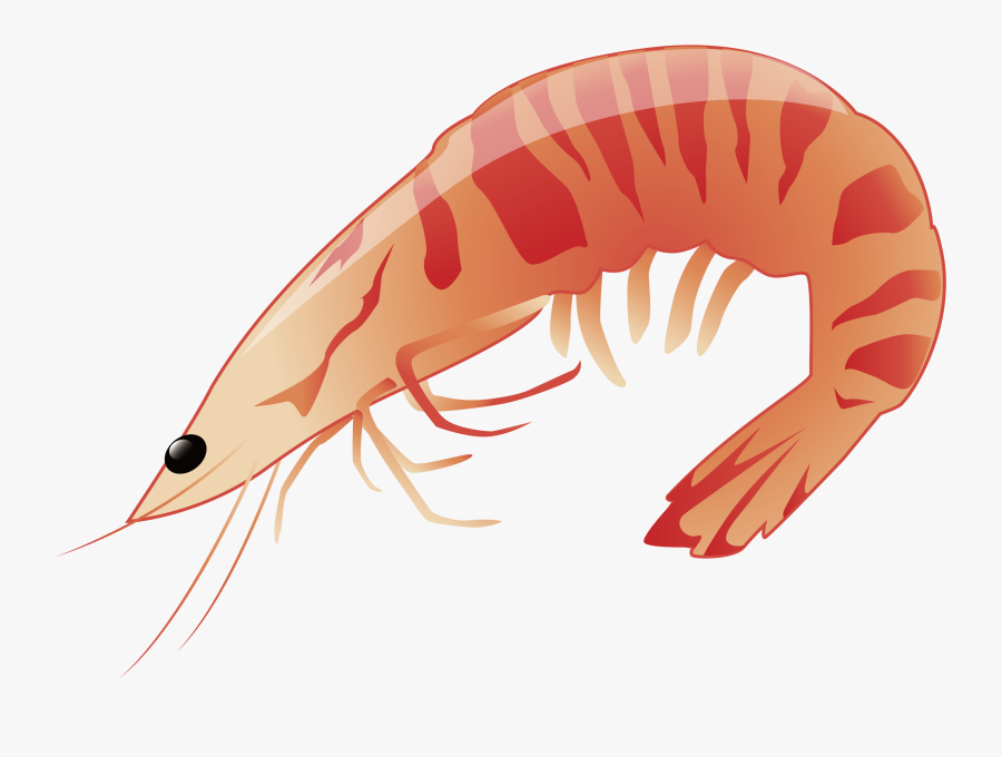 Transparent Krill Clipart - Cartoon Prawn Drawing, Transparent Clipart