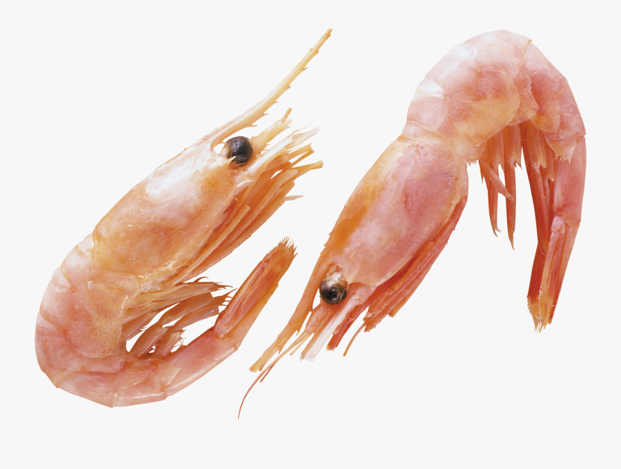 Transparent Background Shrimps Png, Transparent Clipart