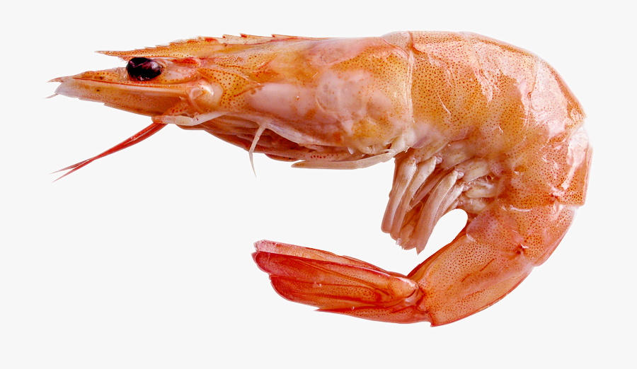 Shrimp Freetoedit - Shrimp Png, Transparent Clipart