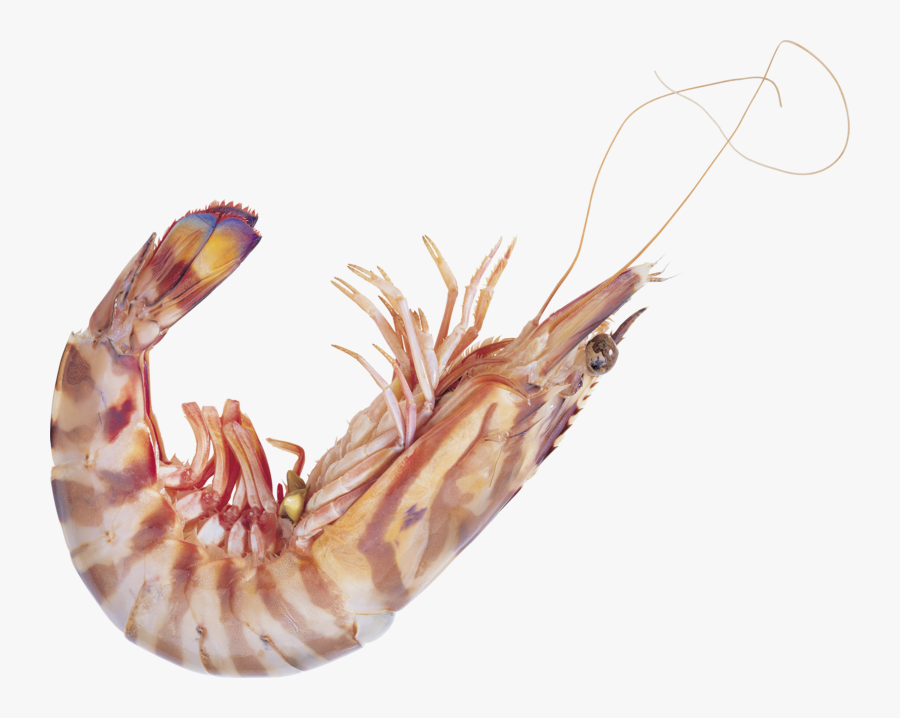 Shrimp High Resolution, Transparent Clipart