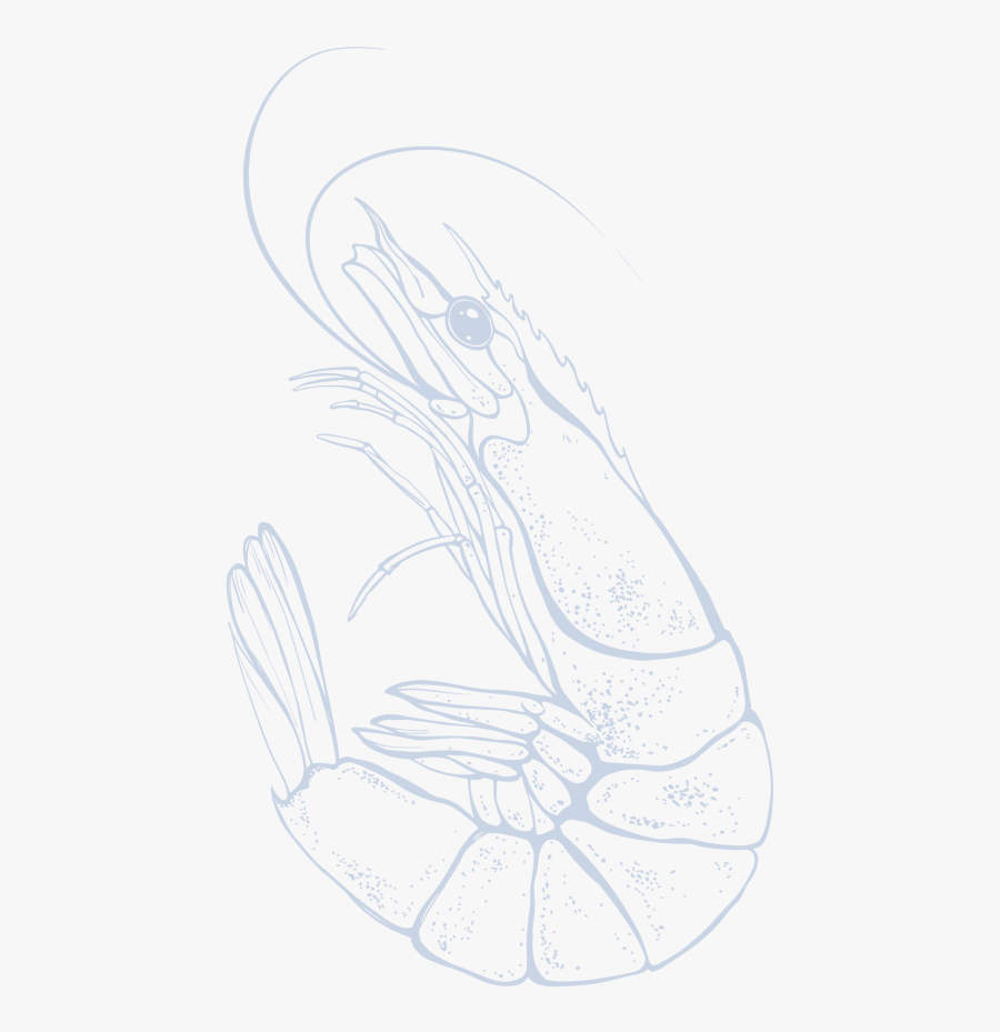 Antarctic Krill Oil - Sketch, Transparent Clipart