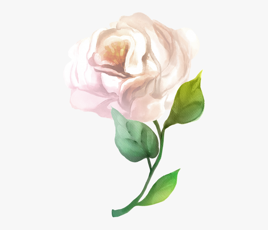 Garden Roses, Transparent Clipart
