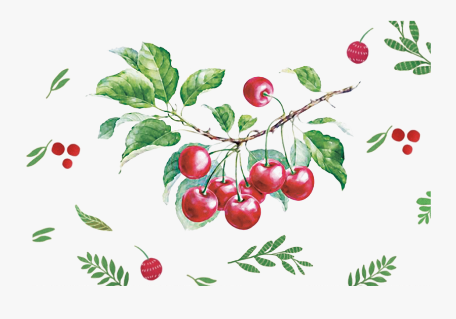 Transparent Cherry Vector Png - Watercolor Painting, Transparent Clipart