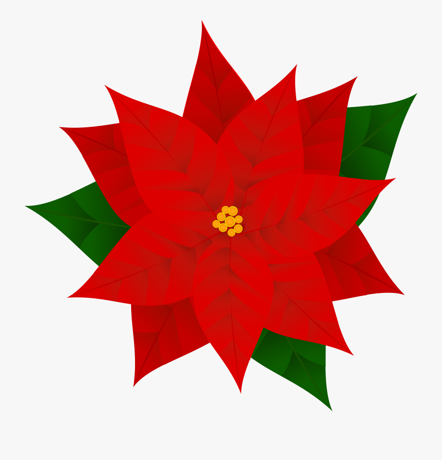 Poinsettia, Transparent Clipart