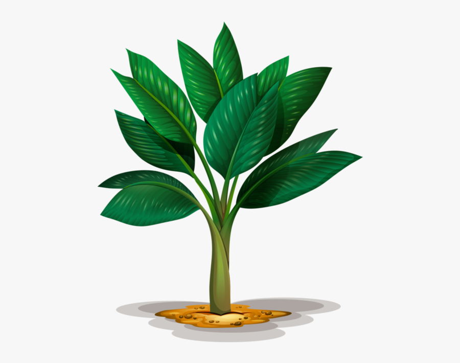 Imagem De Planta Com Fundo Transparente, Transparent Clipart