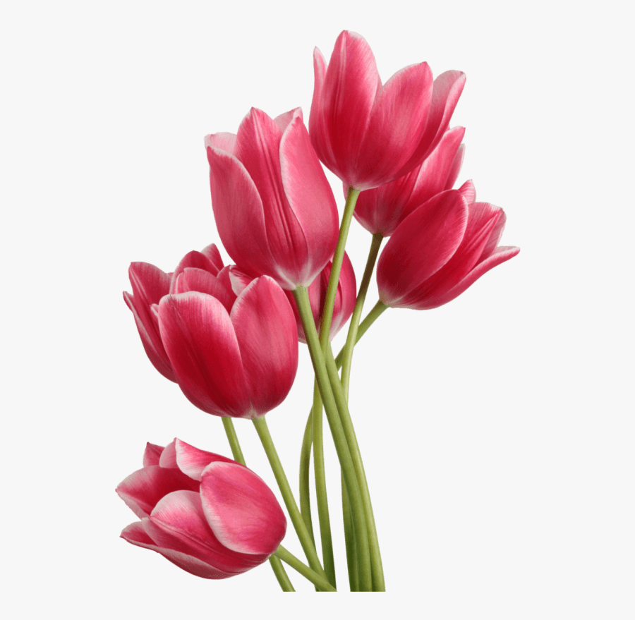 Svg Royalty Free Download Bouquet Transparent Tulips - Tulip Png, Transparent Clipart