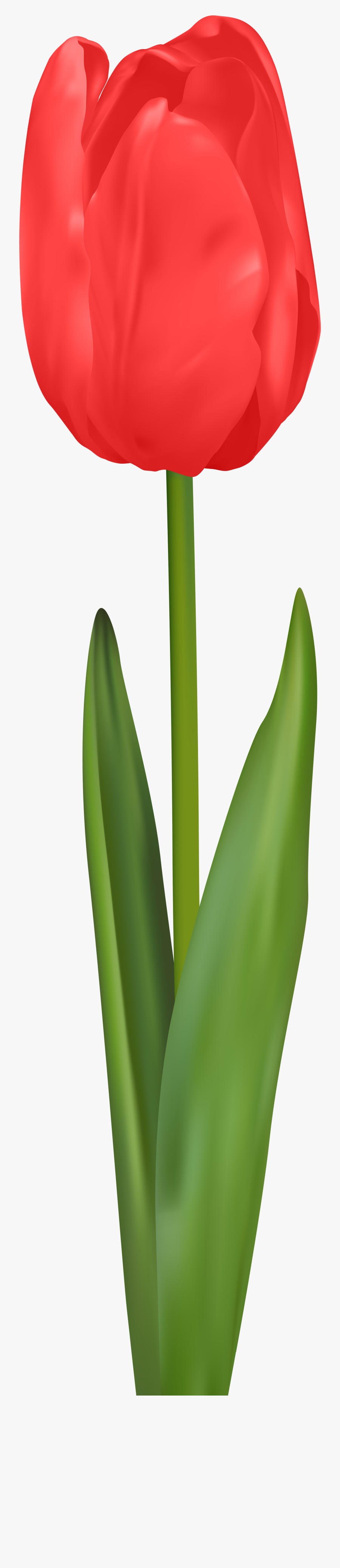 May Clipart Red Tulip - Red Tulip Clipart, Transparent Clipart