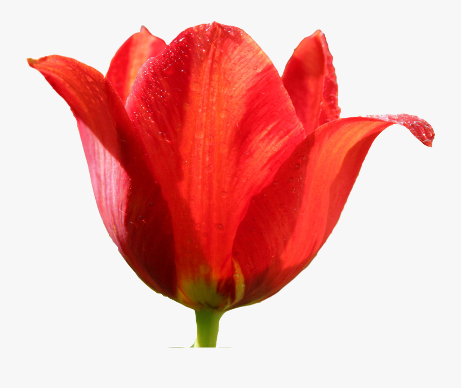 Red Tulip Png, Transparent Clipart