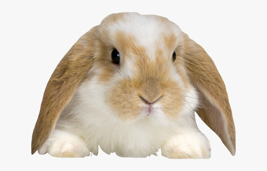 Transparent Velveteen Rabbit Clipart - Coelho Animal De Estimação, Transparent Clipart