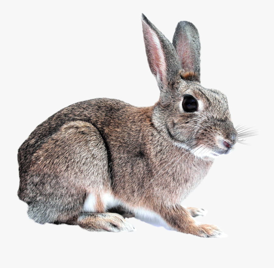 Clip Art Bunny Pics - Transparent Rabbit, Transparent Clipart