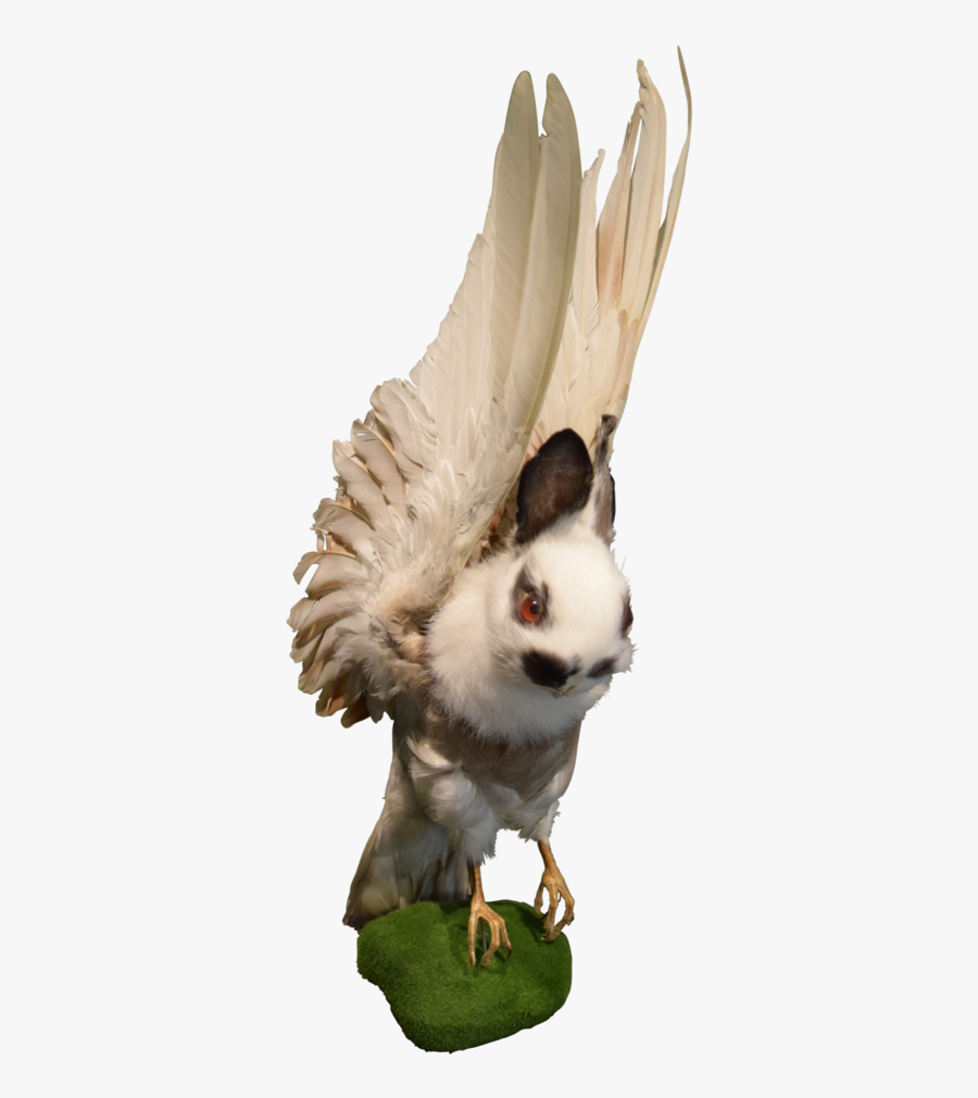 Rogue Taxidermy Odd Mountain - Osprey, Transparent Clipart