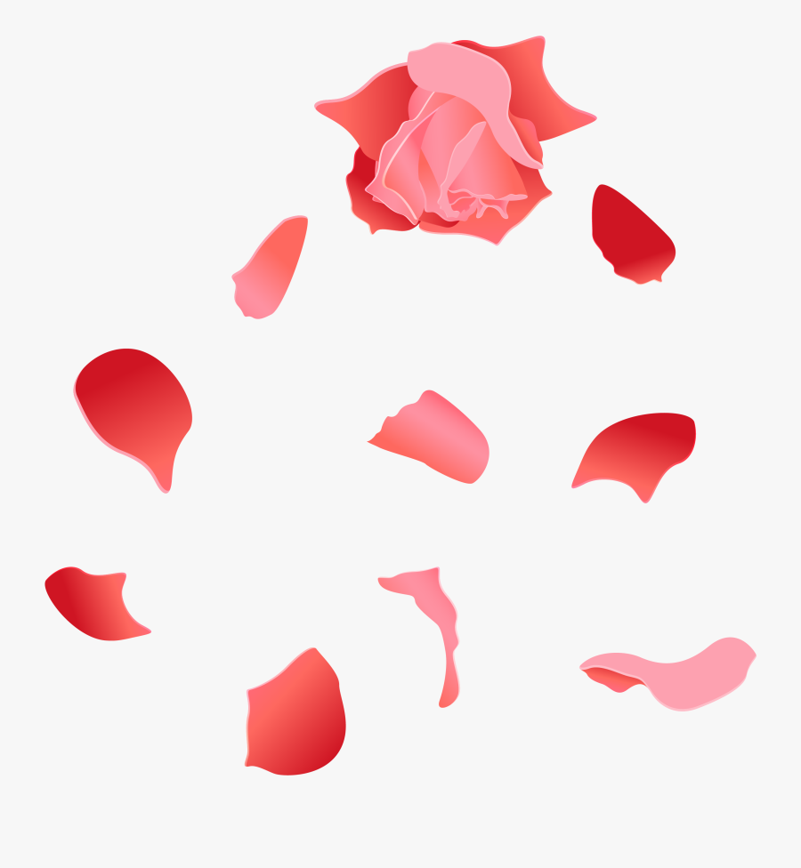 Beach Rose Petal Euclidean Vector, Transparent Clipart