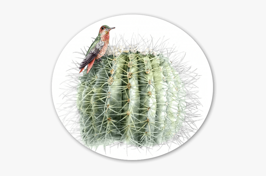 Kitty Love Sticker - Dessin De Cactus Realiste, Transparent Clipart