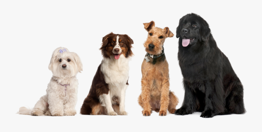 Kromfohrländer, Transparent Clipart