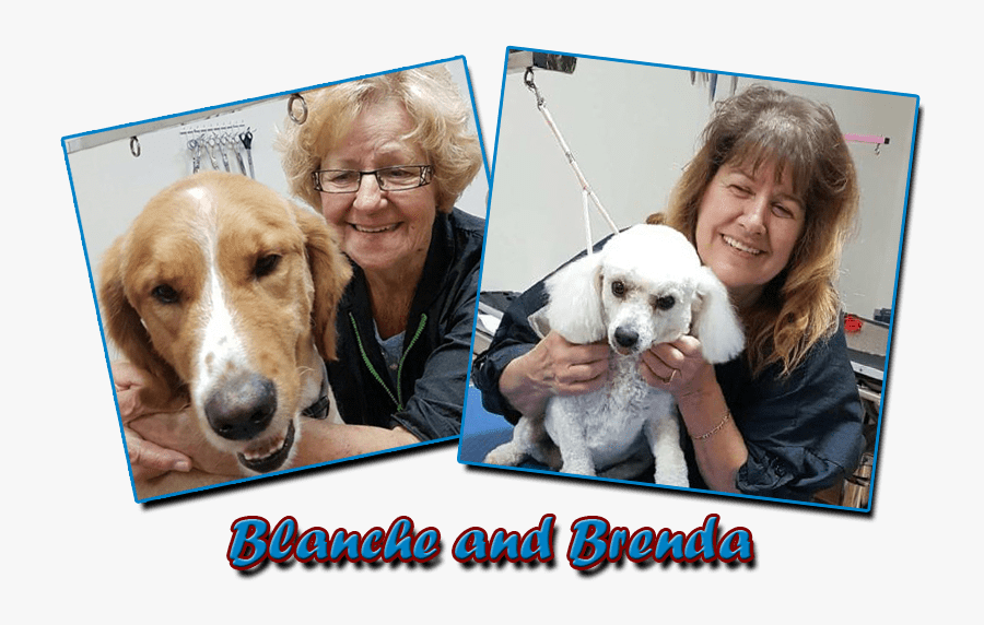 Wizard Of Pawz Dog Grooming - Companion Dog, Transparent Clipart