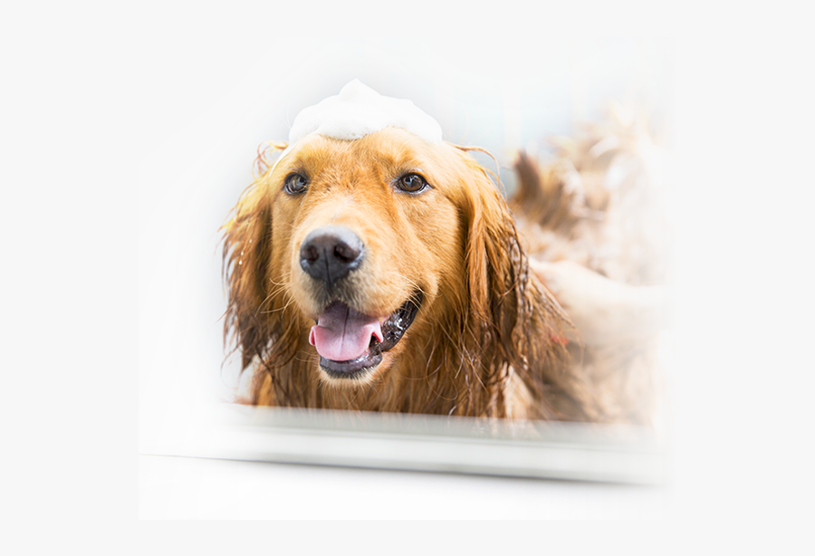 The Last Of Us - Golden Retriever Tomando Banho, Transparent Clipart