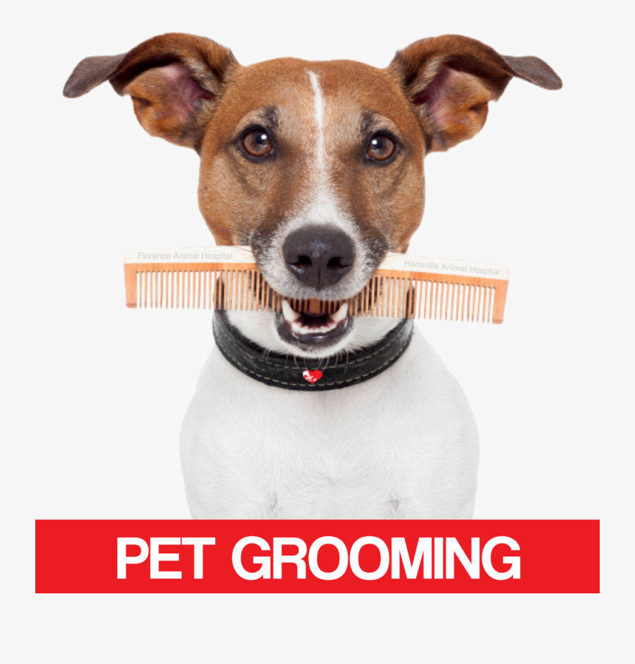 Grooming & Bathing - Letsextract Email Studio Key Free, Transparent Clipart