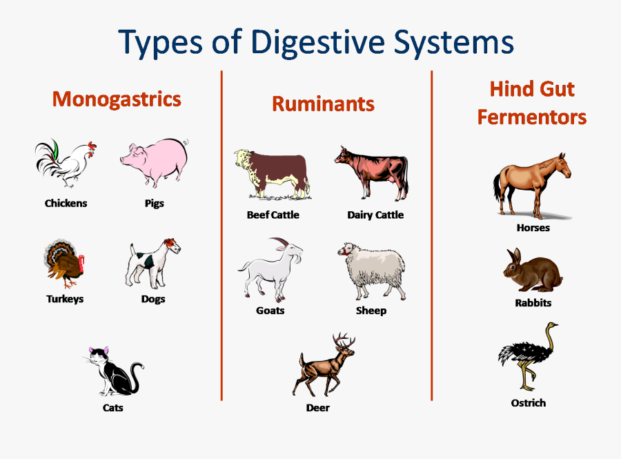 Sistema Digestivo Animal Monogastrico, Transparent Clipart