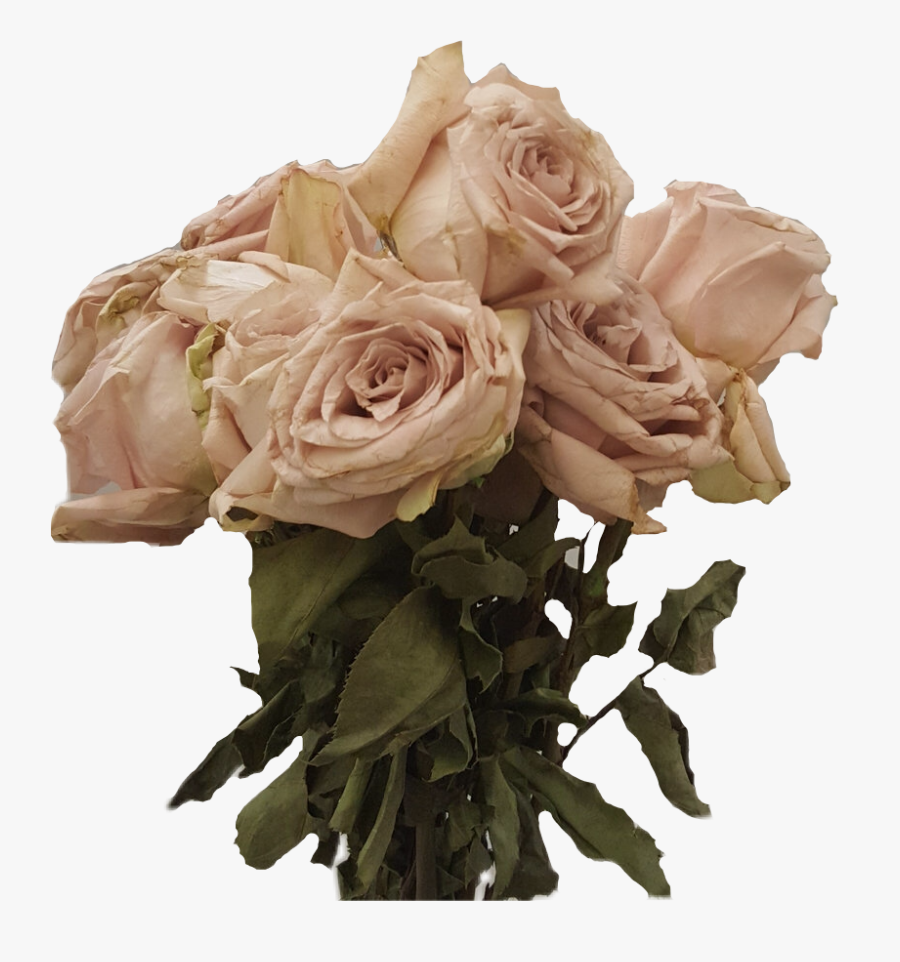 Transparent Dead Flowers Png - Rose Dead Flowers Png, Transparent Clipart