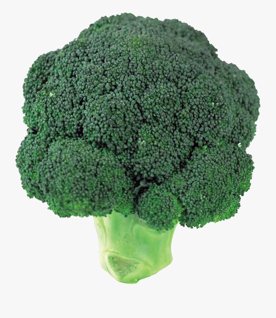 Clipart Vegetables Broccoli - Broccoli Png, Transparent Clipart