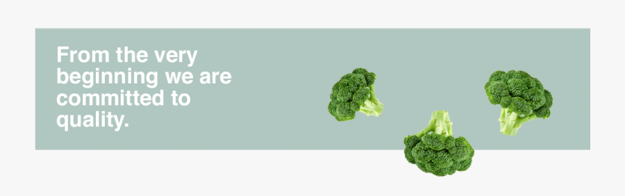 Transparent Brocoli Png - Broccoli, Transparent Clipart
