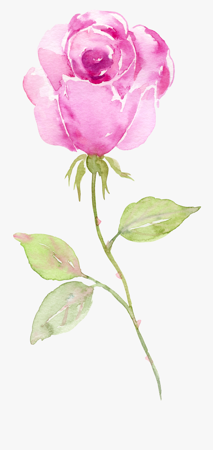 Transparent Watercolor Flower Clipart - Blue Watercolor Rose, Transparent Clipart