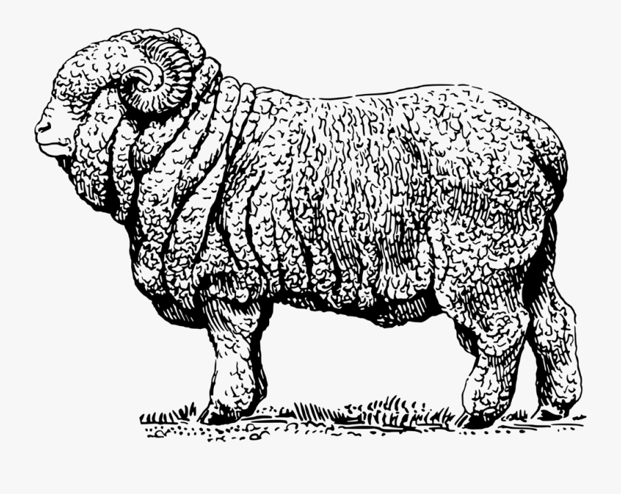 Livestock,monochrome Photography,carnivoran - Merino Sheep Black And White, Transparent Clipart