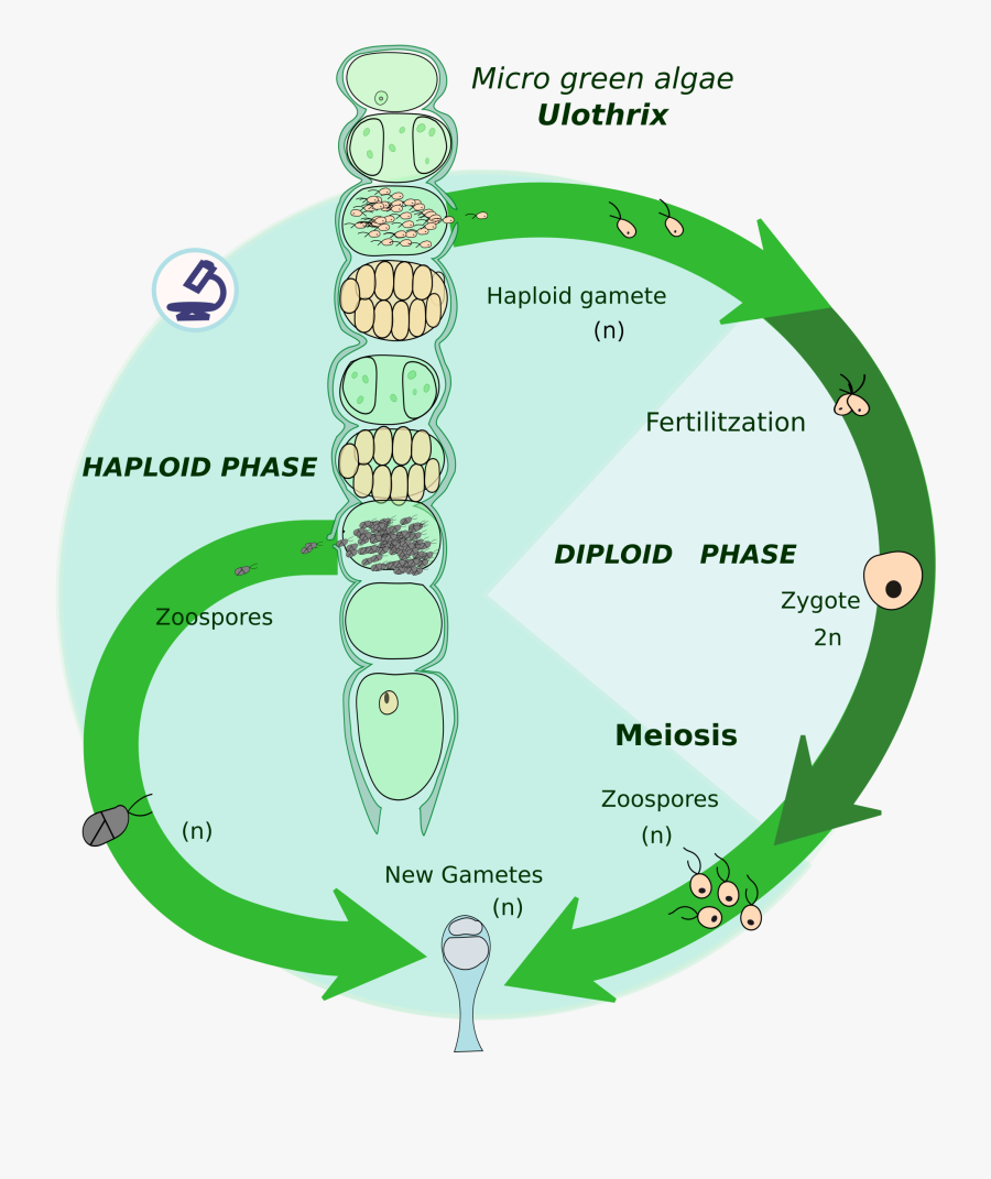Growth Drawing Life Cycle - Biology, Transparent Clipart