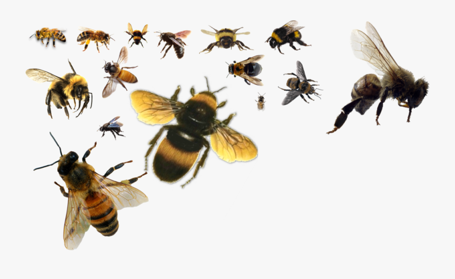 Share This Image - Bees Psd, Transparent Clipart