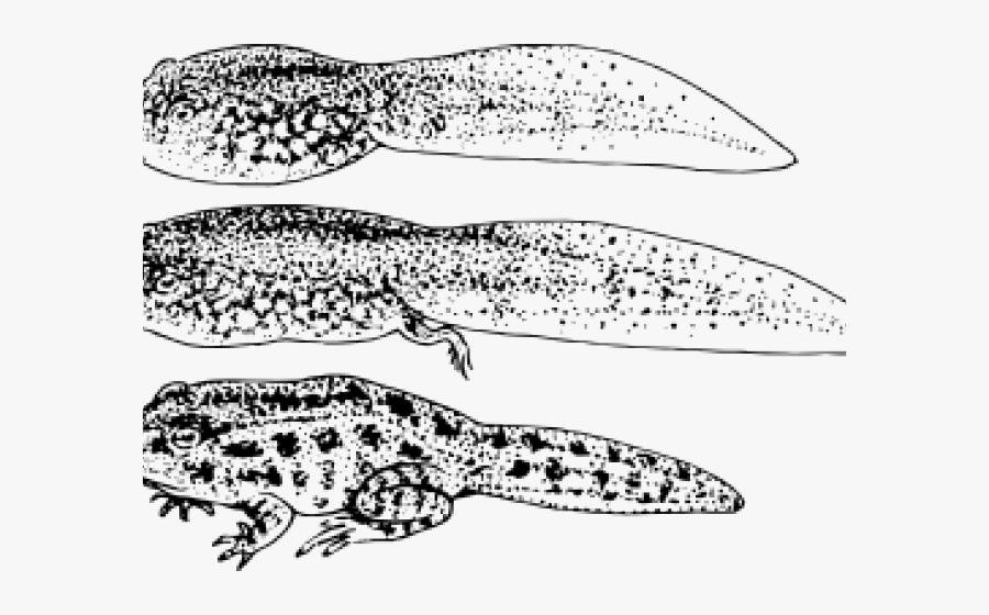 Transparent Frog Life Cycle Clipart - Life Cycle Frog Eggs, Transparent Clipart