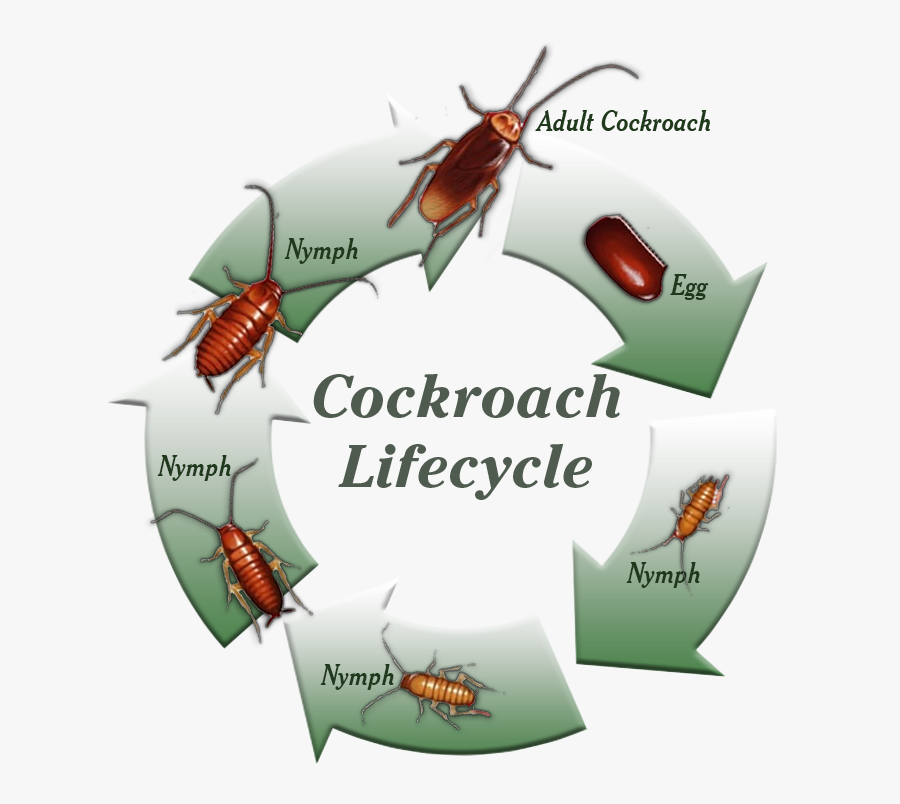 Cockroach, Transparent Clipart