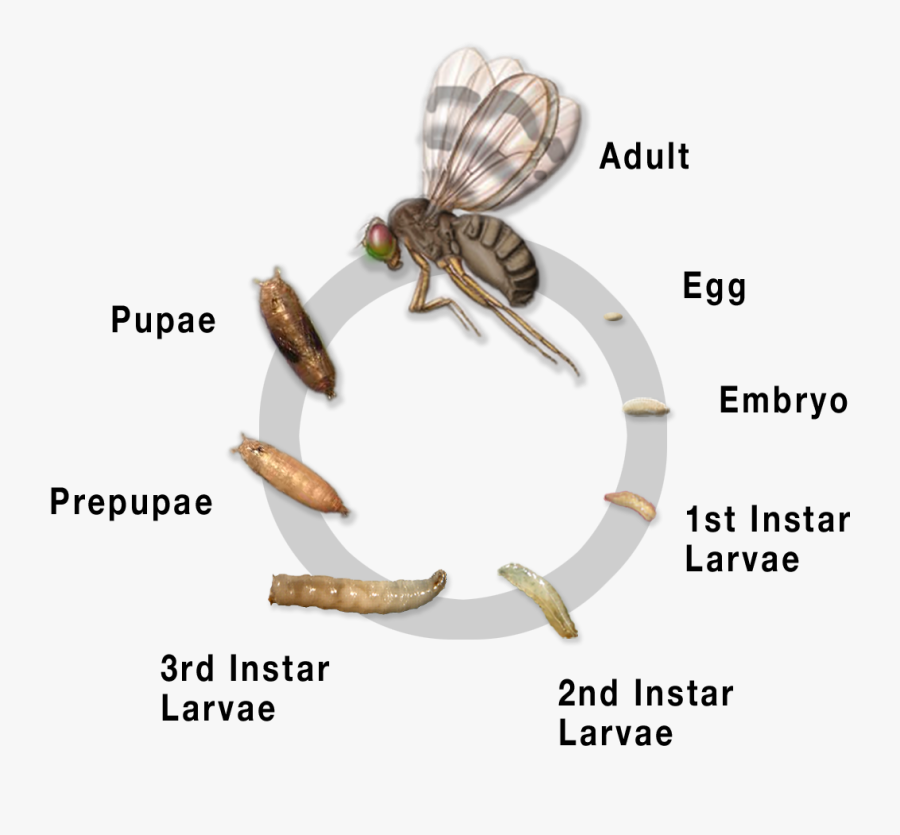 Transparent Fruit Fly Clipart - Tephritidae Life Cycle, Transparent Clipart