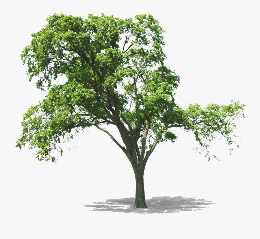 Architecture House Floor Plan - Tree Texture, Transparent Clipart