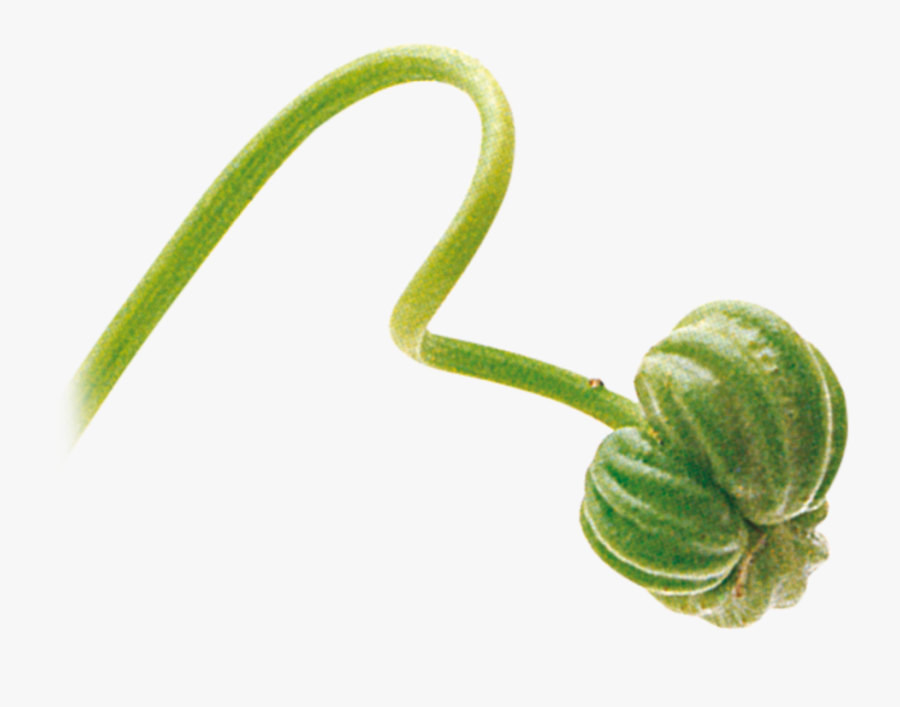 Life Cycle How Long - Leaf, Transparent Clipart