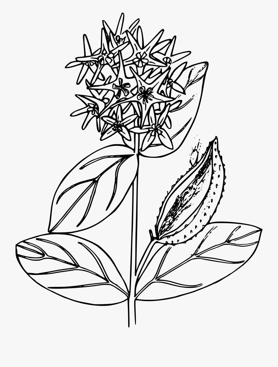 Clipart - Milkweed Black And White, Transparent Clipart