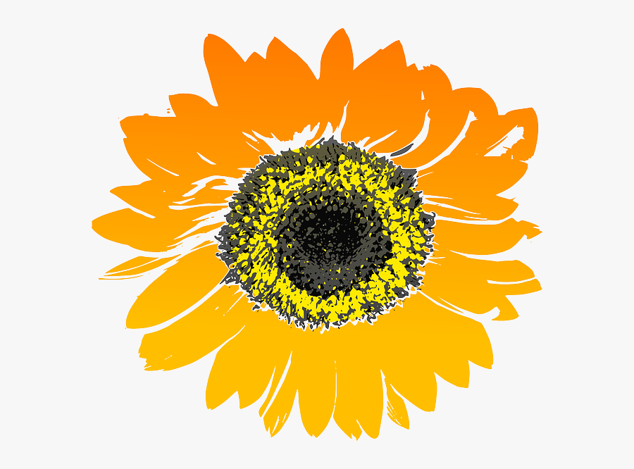 Sunflower Flower Yellow Orange Sunflower Drawing Transparent