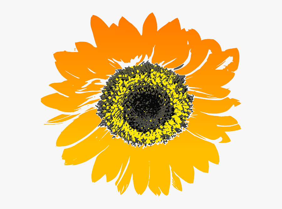 Sunflower, Flower, Yellow, Orange - Sunflower Drawing Transparent Background, Transparent Clipart