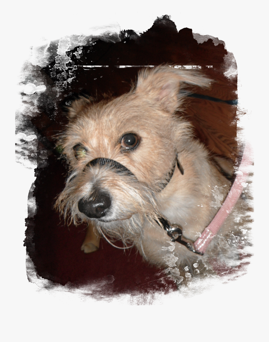 Apparently, Stopping Every 13 Seconds To Sniff The - Sporting Lucas Terrier, Transparent Clipart