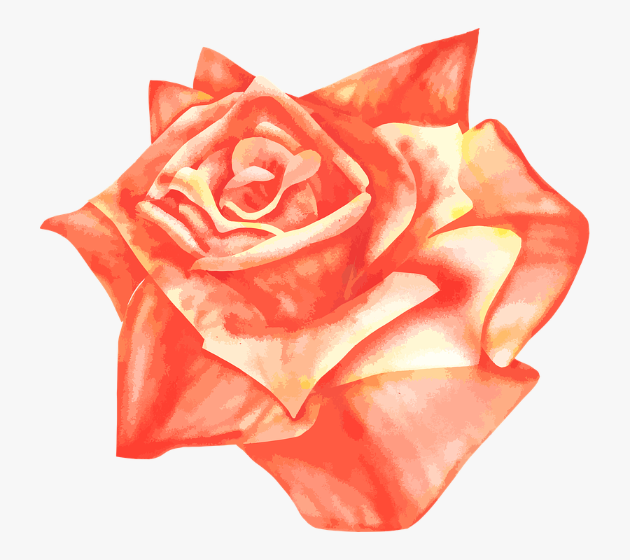 Orange Rose Drawing Png, Transparent Clipart
