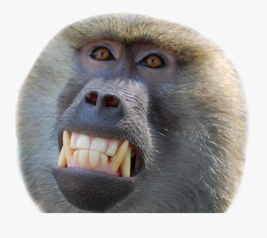 Constipated Baboon, Transparent Clipart