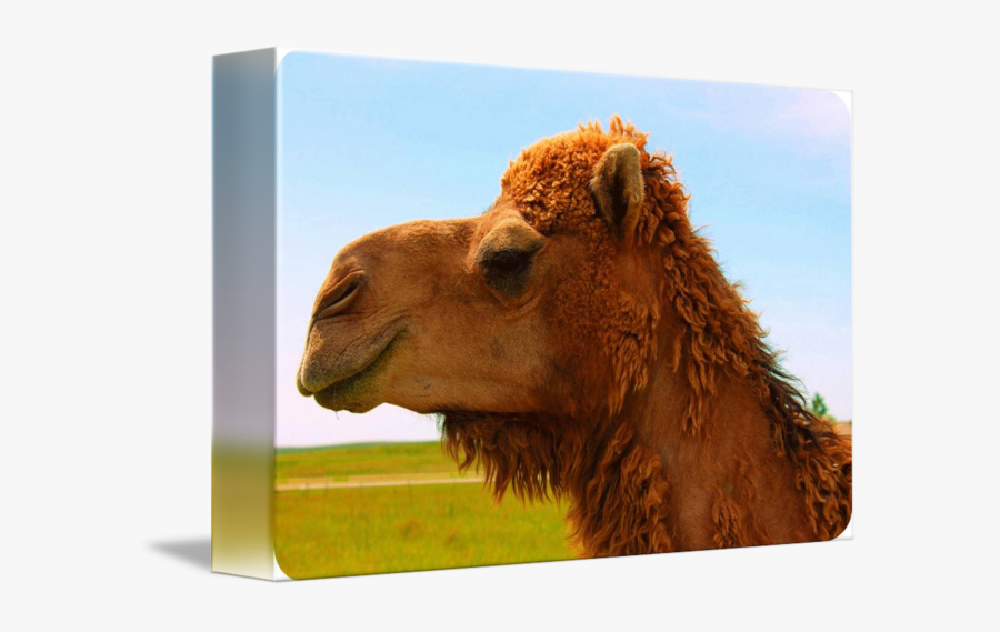 Clip Art Camel Spit - Bactrian Camel, Transparent Clipart