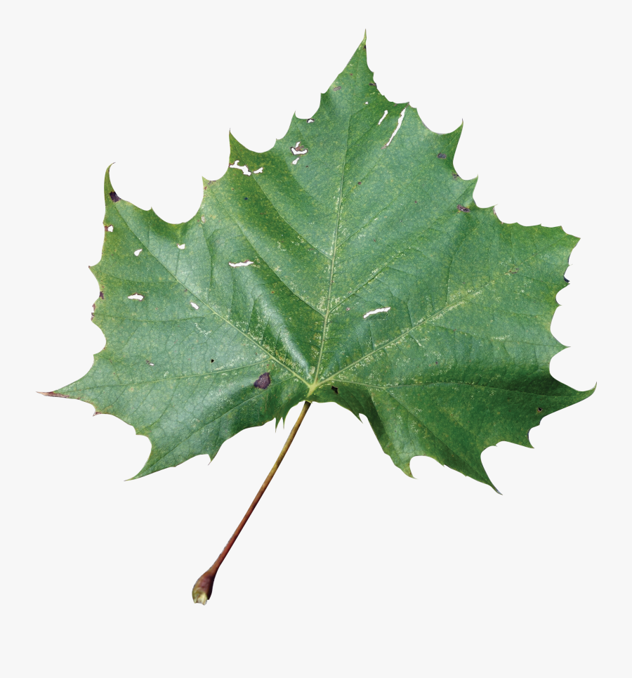 Clipart Leaf Sycamore Tree - Rose Leaves Information, Transparent Clipart