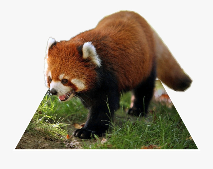 Giant Panda Red Panda Singalila National Park Raccoon - Red Panda Wallpaper Hd, Transparent Clipart